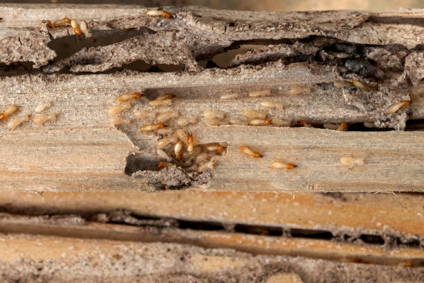 Best Cockroach Control Services  in Sammamish, WA